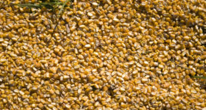 Comienza a operar el Sistema de Información Simplificado Agrícola (SISA)