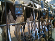 Los tambos sin RENSPA no podrán operar