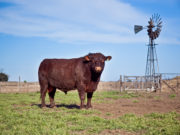 Argentina abre el mercado de semen, embriones y reproductores bovinos a Marruecos
