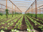 La dieta de la salud planetaria