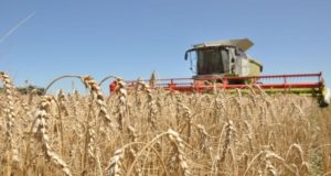 Mejoró la calidad del trigo en la zona norte pampeana
