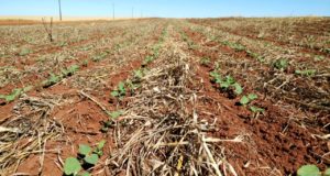 La siembra de soja en San Luis ya avanzó un 70% de la superficie proyectada