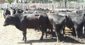 Travaglia remató 800 cabezas en La Toma
