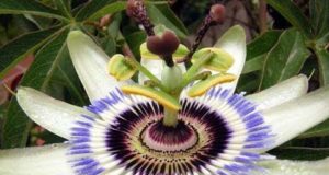 Taller en Villa de Merlo sobre plantas nativas de los Comechingones