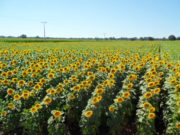 Para CRA, el girasol es un cultivo en peligro de extinción