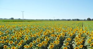 Para CRA, el girasol es un cultivo en peligro de extinción