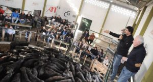 Buena Esperanza: el ternero de hasta 150 kilos, con máximos cercanos a los $60 en la subasta de Mondino