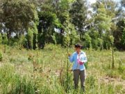 Atrayentes y repelentes naturales para controlar hormigas