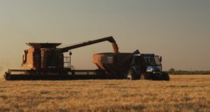 Terminó la cosecha de trigo en San Luis y el rinde promedio superó las últimas 6 campañas