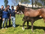 Nace un caballo en la Argentina con técnicas de fertilización desarrolladas para humanos