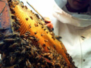 San Luis: el gobierno entregará sin cargo más de 10 mil dosis para combatir la varroa