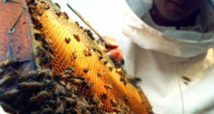 San Luis: el gobierno entregará sin cargo más de 10 mil dosis para combatir la varroa