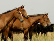Senasa actualizó el reglamento para la provisión de caballos para faena