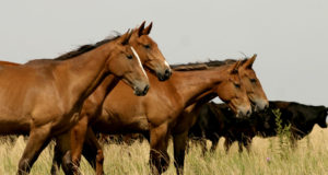 Senasa actualizó el reglamento para la provisión de caballos para faena
