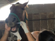 Farmacología veterinaria: desarrollan un novedoso antiparasitario para equinos