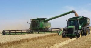 San Luis: ya cosecharon el 30% del trigo y el rinde promedio supera al del año pasado