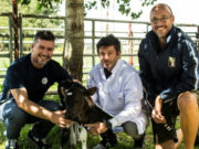Logran un avance clave en la edición génica de bovinos