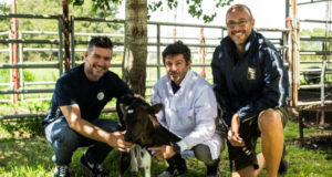 Logran un avance clave en la edición génica de bovinos