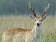 San Luis realizó un nuevo censo aéreo para determinar la población de venados de las pampas