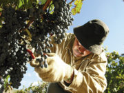 En lo que va del año las exportaciones de vino a granel aumentaron 182,6%