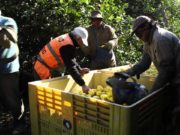 Análisis de la realidad de las economías regionales apoyada con cifras