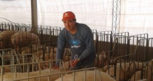 Criadores de cerdos se unen para comprar y vender mejor