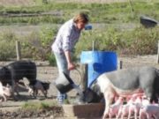 Cerca de 4.000 productores porcinos bonaerenses dejaron la actividad en 2018