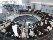 Las oscilaciones del mercado lechero