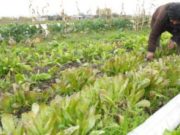 INTA impulsa estudio público y gratuito de agroecología