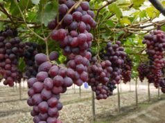 CAME preocupada por la nula rentabilidad en 32 complejos productivos