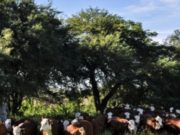 Estrés por calor: INTA presenta un nuevo sistema de alerta