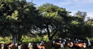 Estrés por calor: INTA presenta un nuevo sistema de alerta