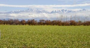 Agroindustria declaró la Emergencia Agropecuaria Nacional en las provincias de La Rioja, Mendoza y Salta