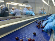 Certificación del primer envío de cerezas argentinas a China