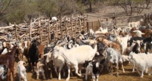 Relacionan carencias minerales con enfermedades en cabras