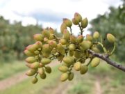 San Luis: la chacra experimental “Sol Puntano” tendrá su primera y exitosa cosecha de pistachos