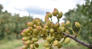 San Luis: la chacra experimental “Sol Puntano” tendrá su primera y exitosa cosecha de pistachos