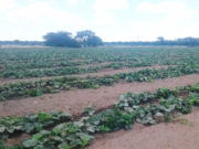 Producción de verduras en Villa Mercedes