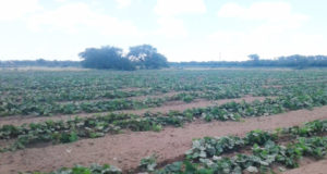 Producción de verduras en Villa Mercedes