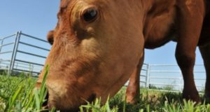 Evitar intoxicaciones en los rodeos
