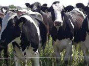 Cierre de los tambos chicos