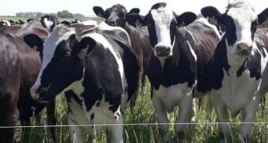Mercado Ganadero: mucha vaca y poco novillo y ternero