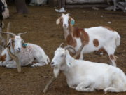 Muestras de sangre en 3.841 caprinos en la provincia