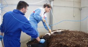 Un estudio compara aportes de residuos de cerdos con fertilizantes