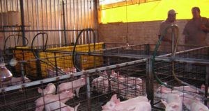 Casi 800 productores de cerdos menos y mayor concentración