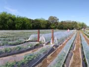 Evalúan un nuevo diseño de microtúneles en cultivos hortícolas