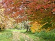 El Jardín Botánico del INTA, en una aplicación web