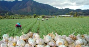 Ajeros reclaman por el valor agregado que dan a la producción
