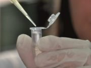 Nanoanticuerpos de llamas: de qué se trata el invento premiado