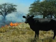 Una APP de INTA permite conocer el riesgo de incendios en tiempo real